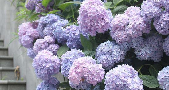 绣球花花期养护管理要点是什么?如何延长花期? 绣球花花期养护管理要点是什么?如何延长花期?