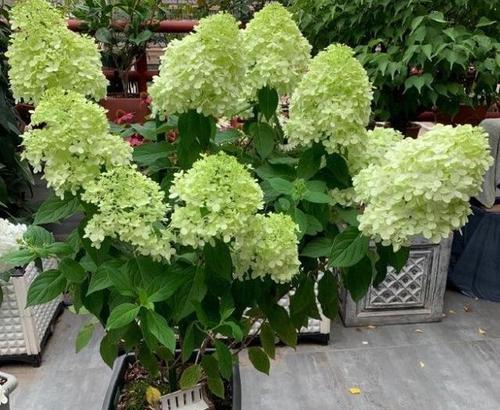 绣球花花期养护管理要点是什么?如何延长花期? 绣球花花期养护管理要点是什么?如何延长花期?