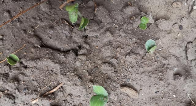 西瓜种子发芽需要多久？播种后几天出苗常见问题解答？