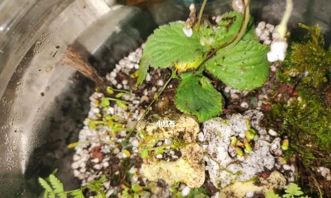 西瓜种子发芽需要多久？播种后几天出苗常见问题解答？