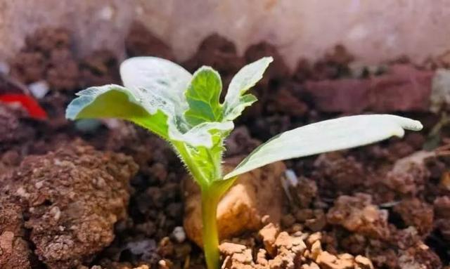 西瓜种子发芽需要多久？播种后几天出苗常见问题解答？