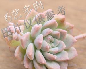 粉蔓多肉怎么养出状态？如何保持其最佳生长状态？