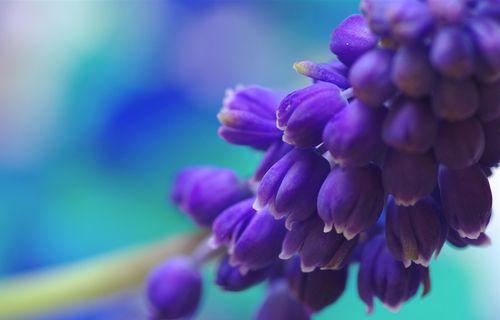 蓝色风信子的花语（传递真诚与美丽）