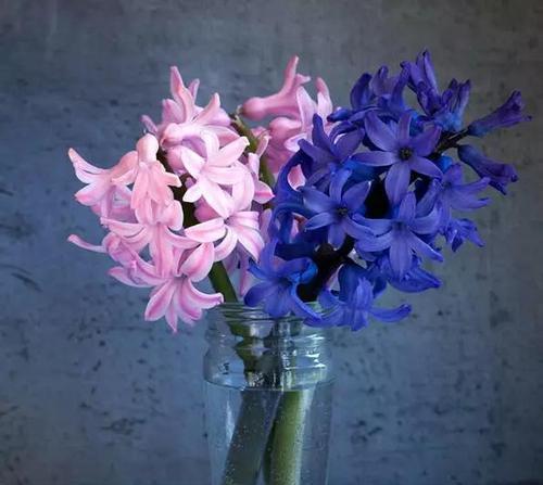 蓝色风信子的花语（传递真诚与美丽）