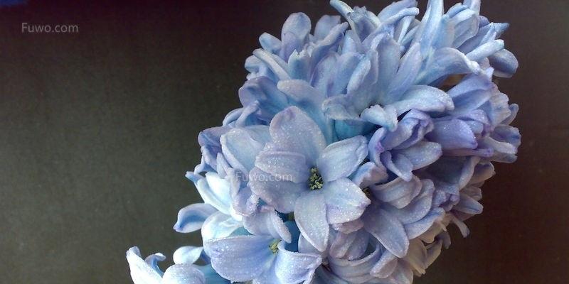 蓝色风信子的花语（传递真诚与美丽）