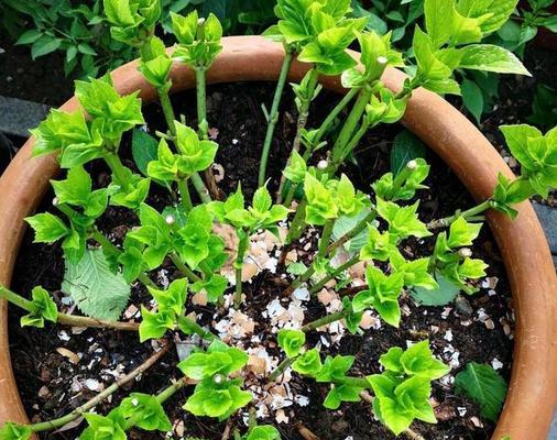 绣球花摘心打顶的最佳时间是什么时候?具体操作步骤有哪些? 绣球花摘心打顶的最佳时间是什么时候?具体操作步骤有哪些?