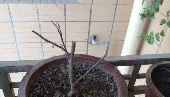 绣球花摘心打顶的最佳时间是什么时候?具体操作步骤有哪些? 绣球花摘心打顶的最佳时间是什么时候?具体操作步骤有哪些?