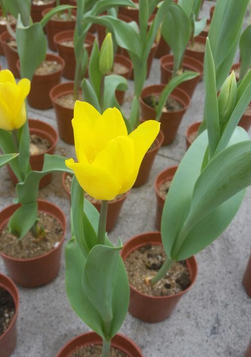 郁金香花语的奥秘（探寻不同郁金香花语背后的意义）