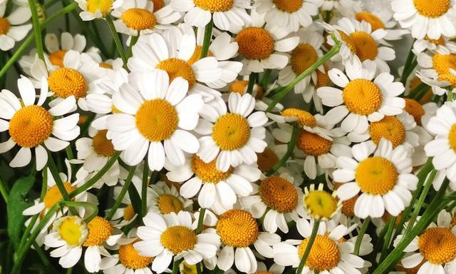 洋甘菊的花语与寓意（揭示洋甘菊的象征意义及心灵启迪）
