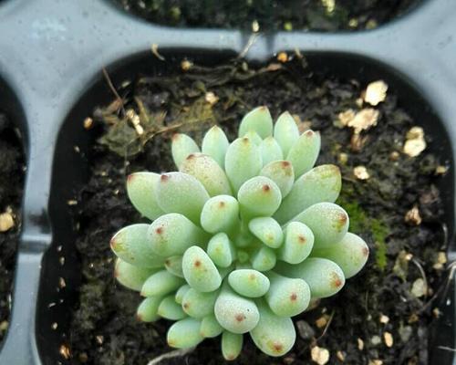 黑莓清洗技巧:如何彻底清洗黑莓保持新鲜? 黑莓清洗技巧:如何彻底清洗黑莓保持新鲜?