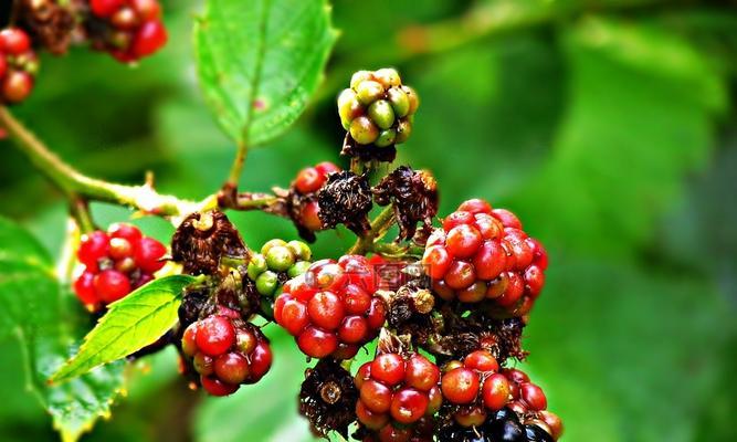 黑莓清洗技巧:如何彻底清洗黑莓保持新鲜? 黑莓清洗技巧:如何彻底清洗黑莓保持新鲜?