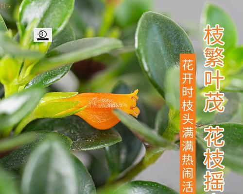 金鱼花四季开花是真的吗？常见问题解答