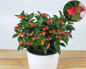 金鱼花四季开花是真的吗？常见问题解答