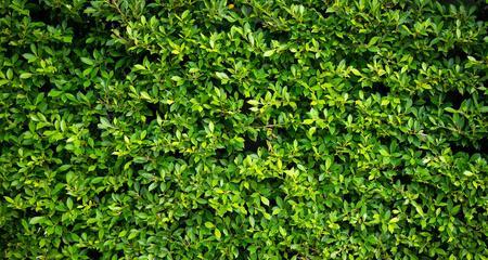 绿色环保的植物世界（探寻大自然中的环保之源）