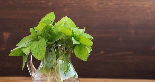 绿色环保的植物世界（探寻大自然中的环保之源）