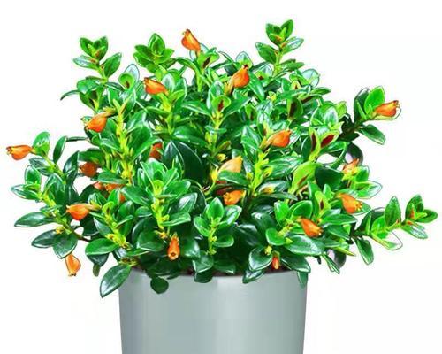 金鱼花四季开花是真的吗？常见问题解答