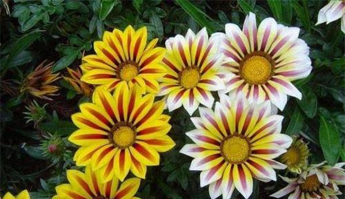 勋章菊花语的深意(勋章菊花语的起源和寓意) 勋章菊花语的深意(勋章菊花语的起源和寓意)