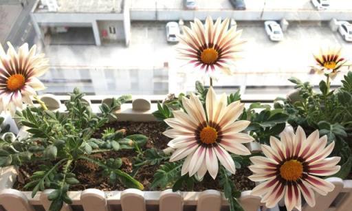 勋章菊花语的深意(勋章菊花语的起源和寓意) 勋章菊花语的深意(勋章菊花语的起源和寓意)