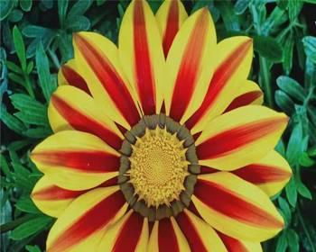 勋章菊花语的深意(勋章菊花语的起源和寓意) 勋章菊花语的深意(勋章菊花语的起源和寓意)