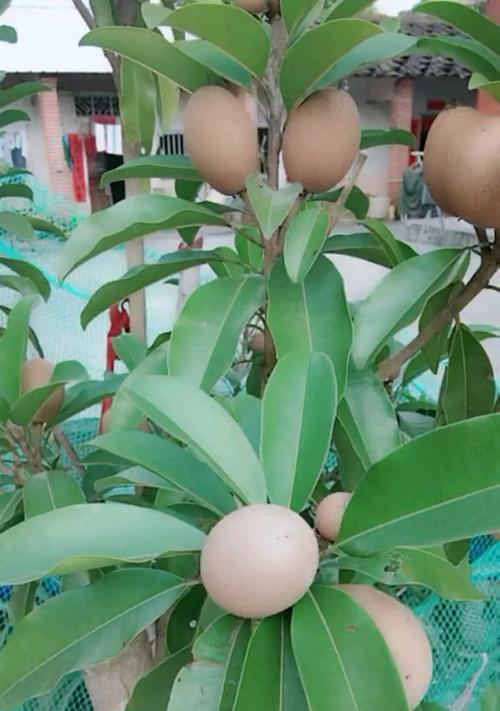 玻璃叶是什么树长在什么树上？如何识别和养护？