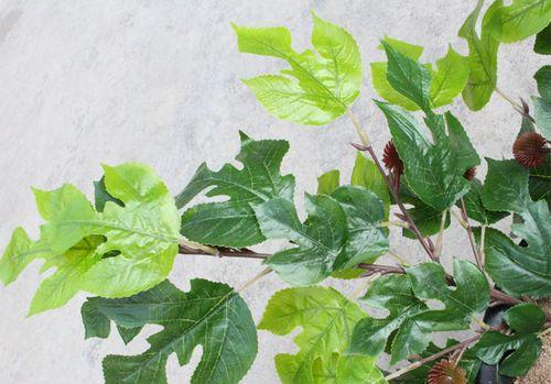 玻璃叶是什么树长在什么树上？如何识别和养护？