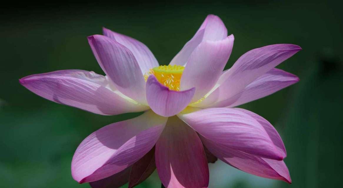 莲花的象征意义与寓意（一朵莲花的美丽故事）