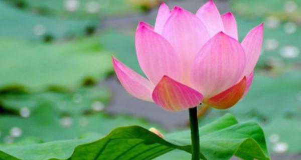 莲花的象征意义与寓意（一朵莲花的美丽故事）