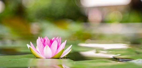 莲花的象征意义与寓意（一朵莲花的美丽故事）