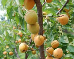 杏子在南方种植的可行性及注意事项? 杏子在南方种植的可行性及注意事项?