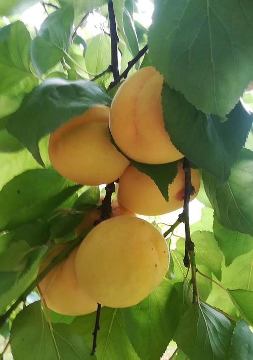 杏子在南方种植的可行性及注意事项? 杏子在南方种植的可行性及注意事项?