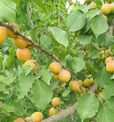 杏子在南方种植的可行性及注意事项? 杏子在南方种植的可行性及注意事项?