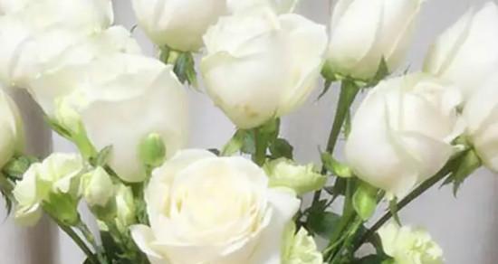 枯萎的白玫瑰花语及其意义（寓意不朽的美丽与悲伤）