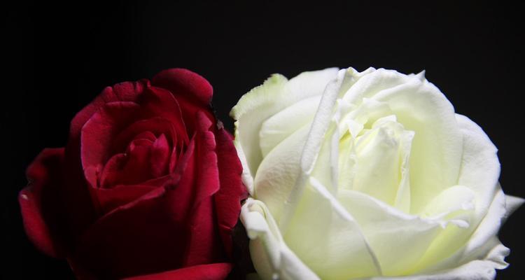 枯萎的白玫瑰花语及其意义（寓意不朽的美丽与悲伤）