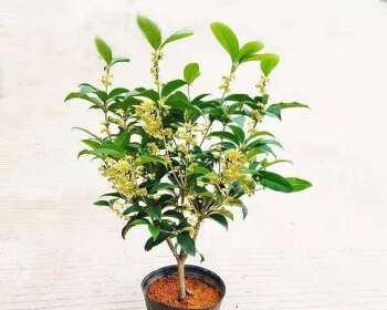 四季桂花养护秘籍：如何让它更加旺盛？