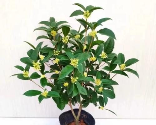 四季桂花养护秘籍：如何让它更加旺盛？