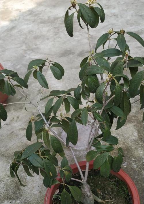 四季桂花养护秘籍：如何让它更加旺盛？