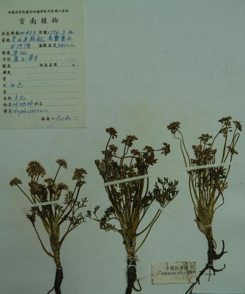 芹菜菌核病用什么药能有效防治？常见治疗方法有哪些？