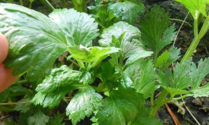 芹菜菌核病用什么药能有效防治？常见治疗方法有哪些？