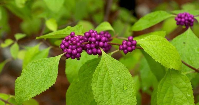 植物中的责任与担当——生命之源的奉献者（从自我保护到生态平衡）