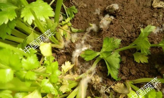 芹菜菌核病用什么药能有效防治？常见治疗方法有哪些？