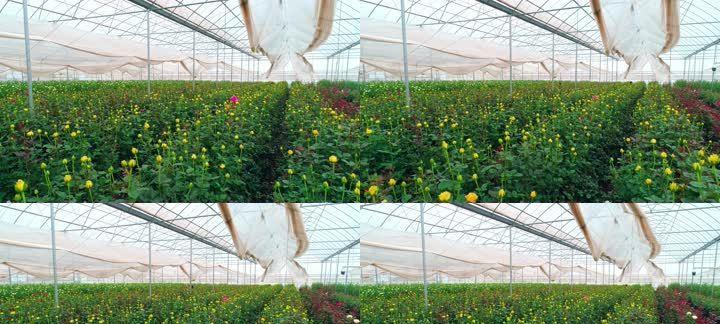 玫瑰花播种的最佳时间是什么时候?播种后需要注意哪些问题? 玫瑰花播种的最佳时间是什么时候?播种后需要注意哪些问题?