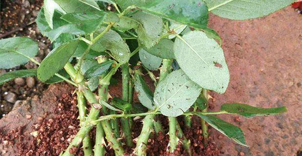 玫瑰花播种的最佳时间是什么时候?播种后需要注意哪些问题? 玫瑰花播种的最佳时间是什么时候?播种后需要注意哪些问题?