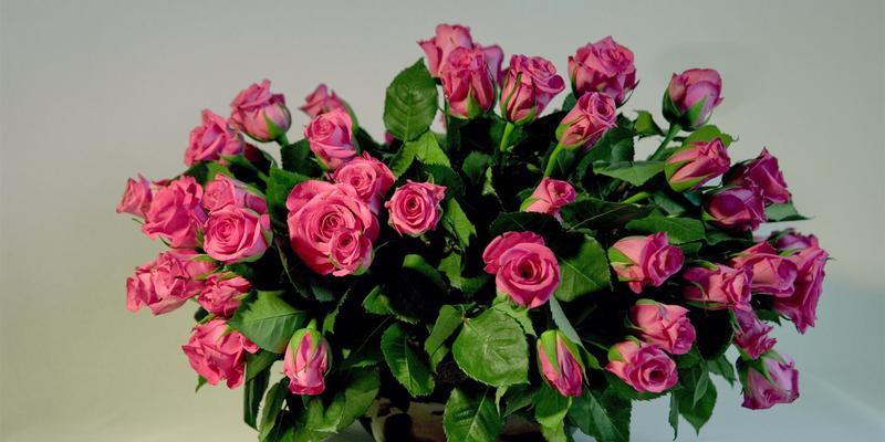 粉色玫瑰的象征意义及文化内涵(解读粉色玫瑰的浪漫与温柔) 粉色玫瑰的象征意义及文化内涵(解读粉色玫瑰的浪漫与温柔)