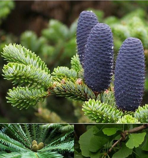 玉米属于裸子植物吗？揭秘玉米的植物分类真相？