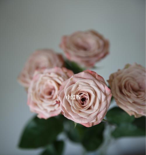 卡布奇诺玫瑰花语（探寻卡布奇诺玫瑰所传递的情感与意义）