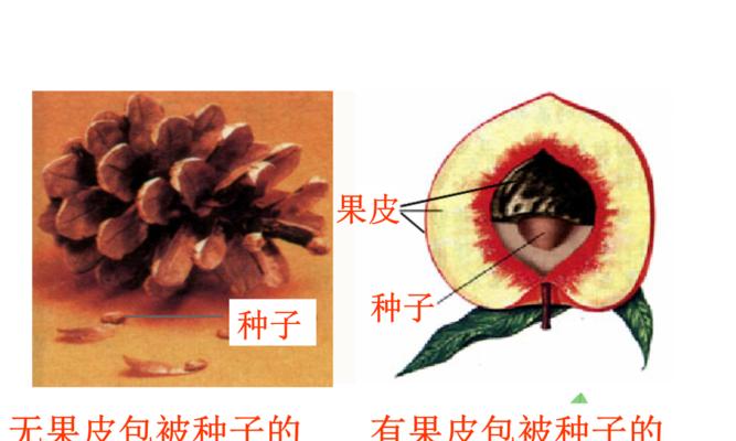 玉米属于裸子植物吗？揭秘玉米的植物分类真相？