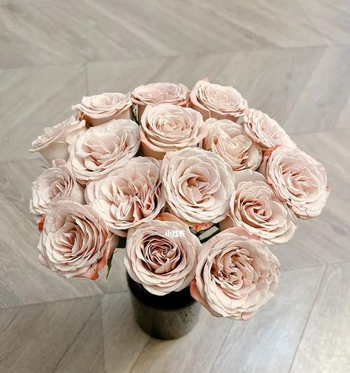 卡布奇诺玫瑰花语（探寻卡布奇诺玫瑰所传递的情感与意义）