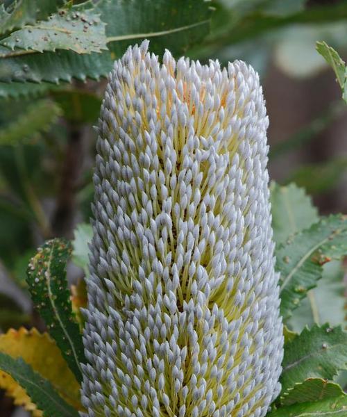 玉米属于裸子植物吗？揭秘玉米的植物分类真相？