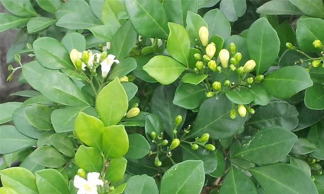 九里香之寓意与象征(香气满溢) 九里香之寓意与象征(香气满溢)