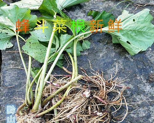 南瓜须的功效与作用是什么？如何正确食用南瓜须？